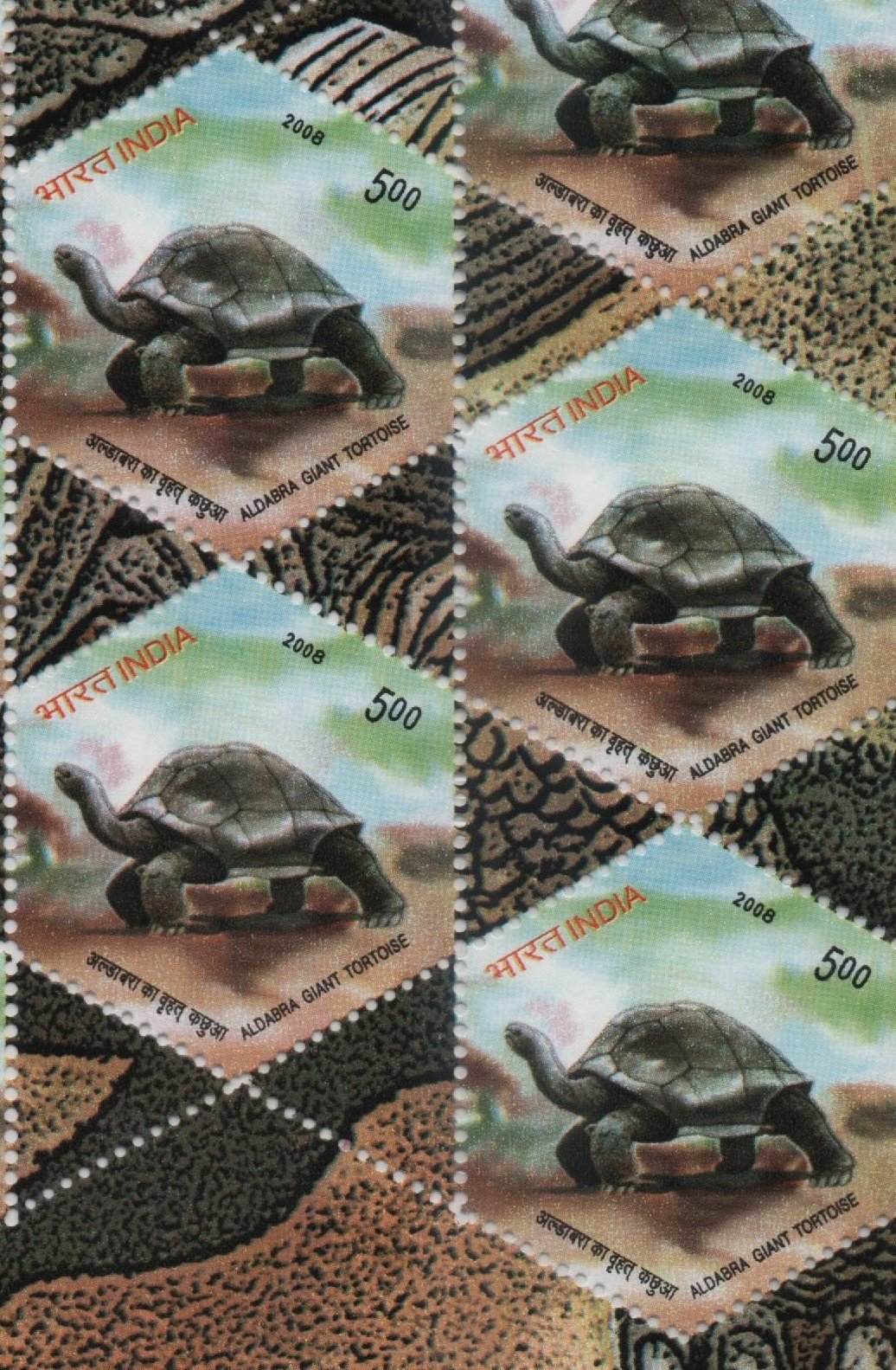 B_4 Sheetlet 2008 Tortoise 3