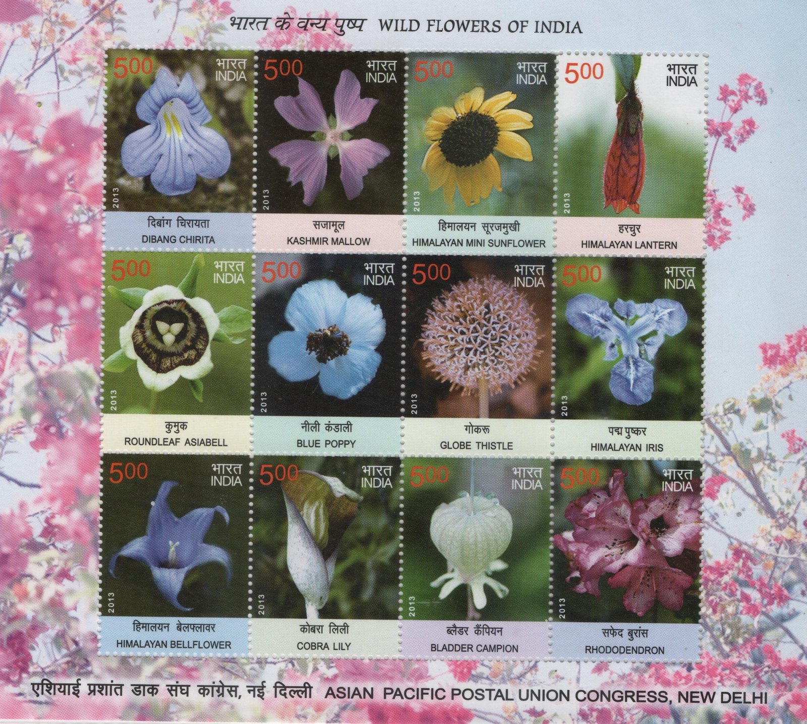 Sheetlet Wild Flowers 2013