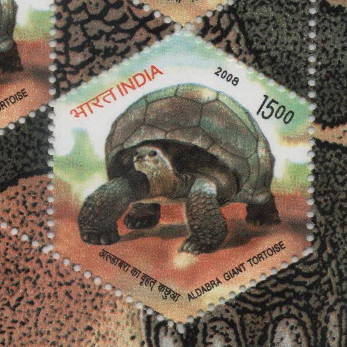 Single Sheetlet 2008 Tortoise 2