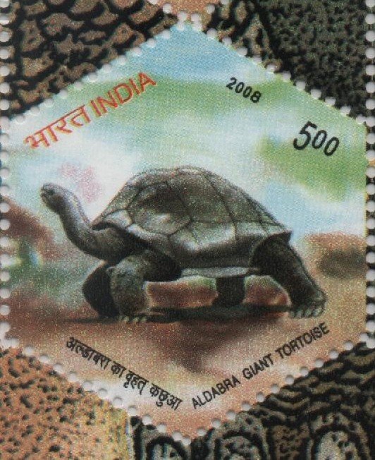 Single Sheetlet 2008 Tortoise 3