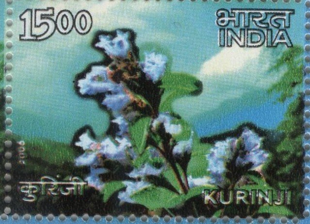 Single kurinji 2006