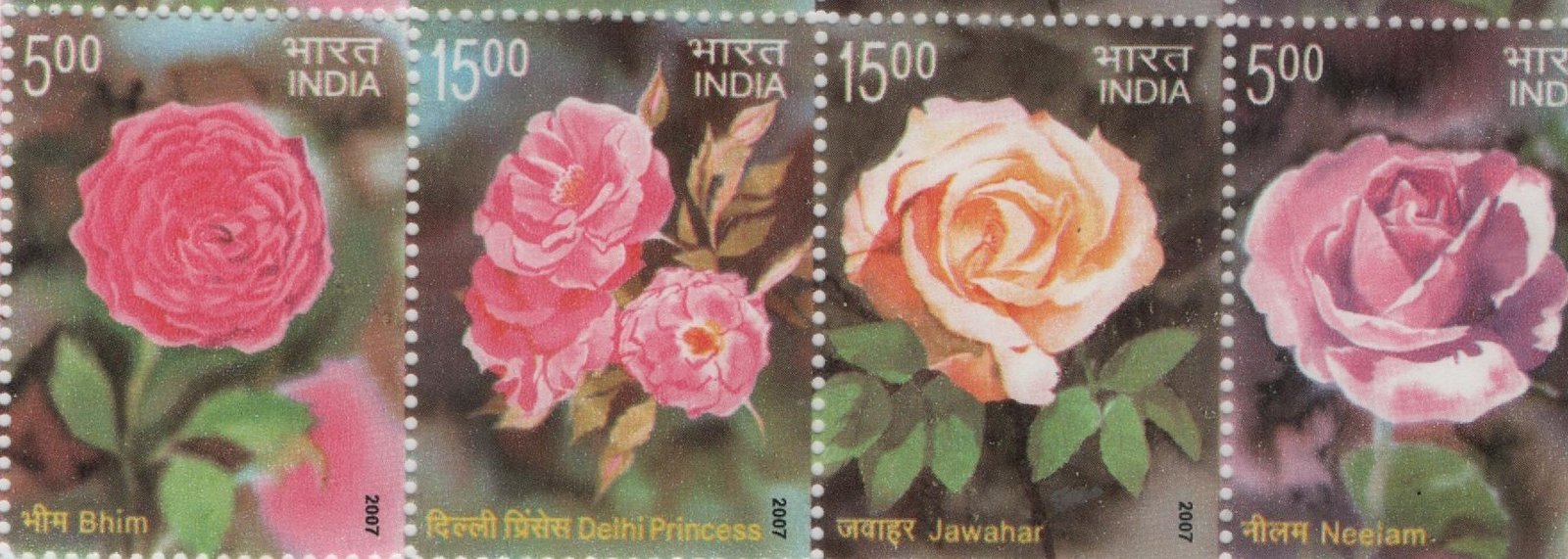 single fragrance of roses