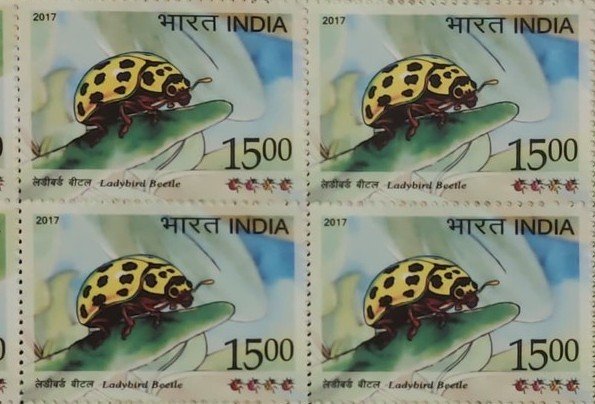 B_4 Sh ladybird Beetle 2017_2