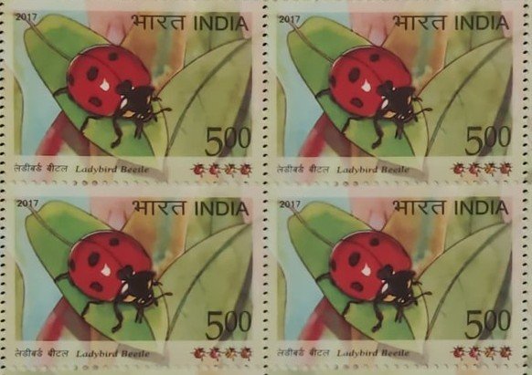 B_4 Sh ladybird Beetle 2017_3