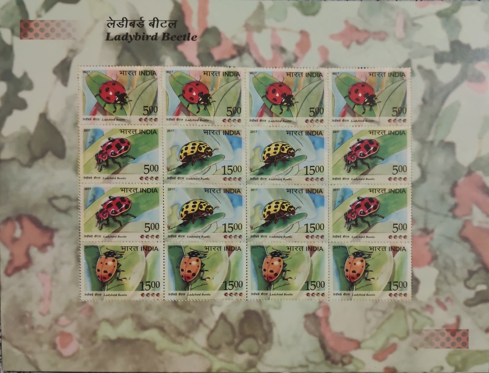 Sheetlet ladybird Beetle 2017_2 (2)