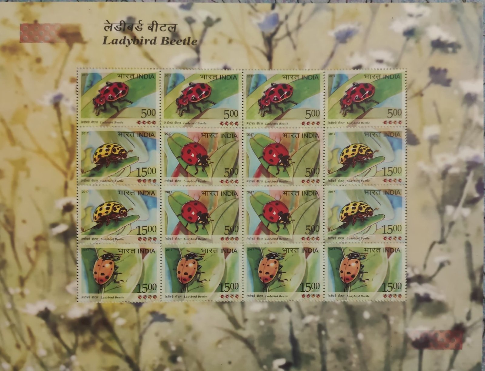 Sheetlet ladybird Beetle 2017_3 (2)