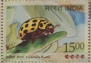 Sing Sh ladybird 2017_3