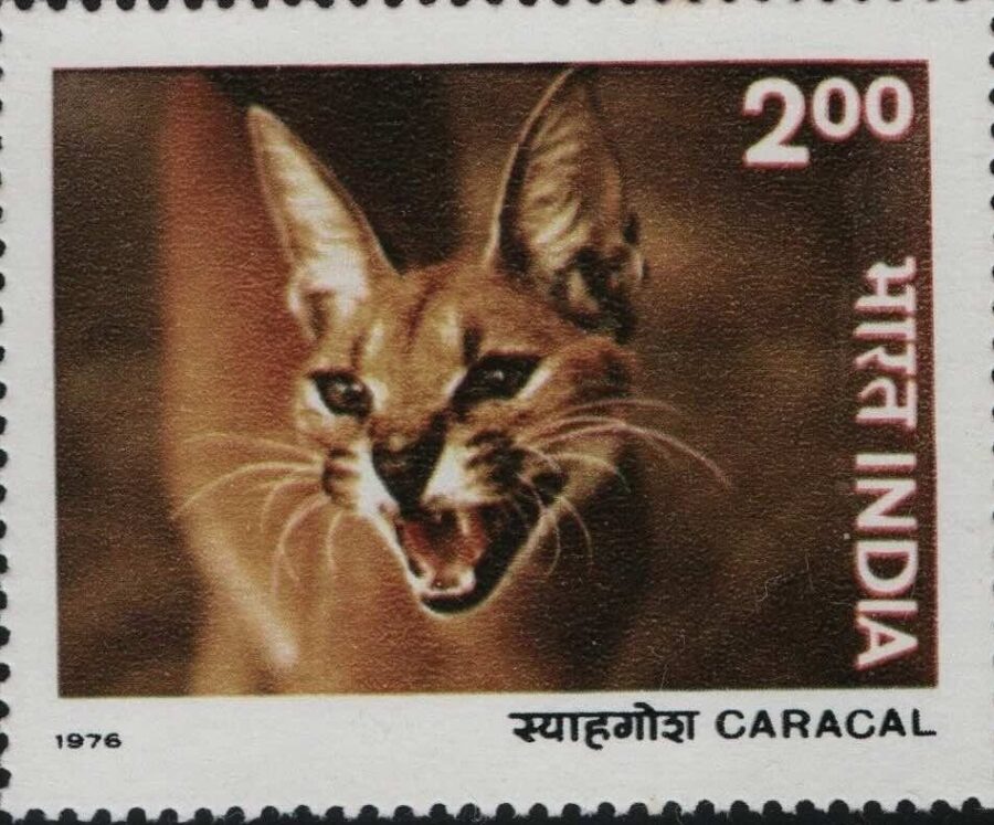 1976 Indian Wildlife (Lion, Leopard, Caracal, Deer)(set of 4)