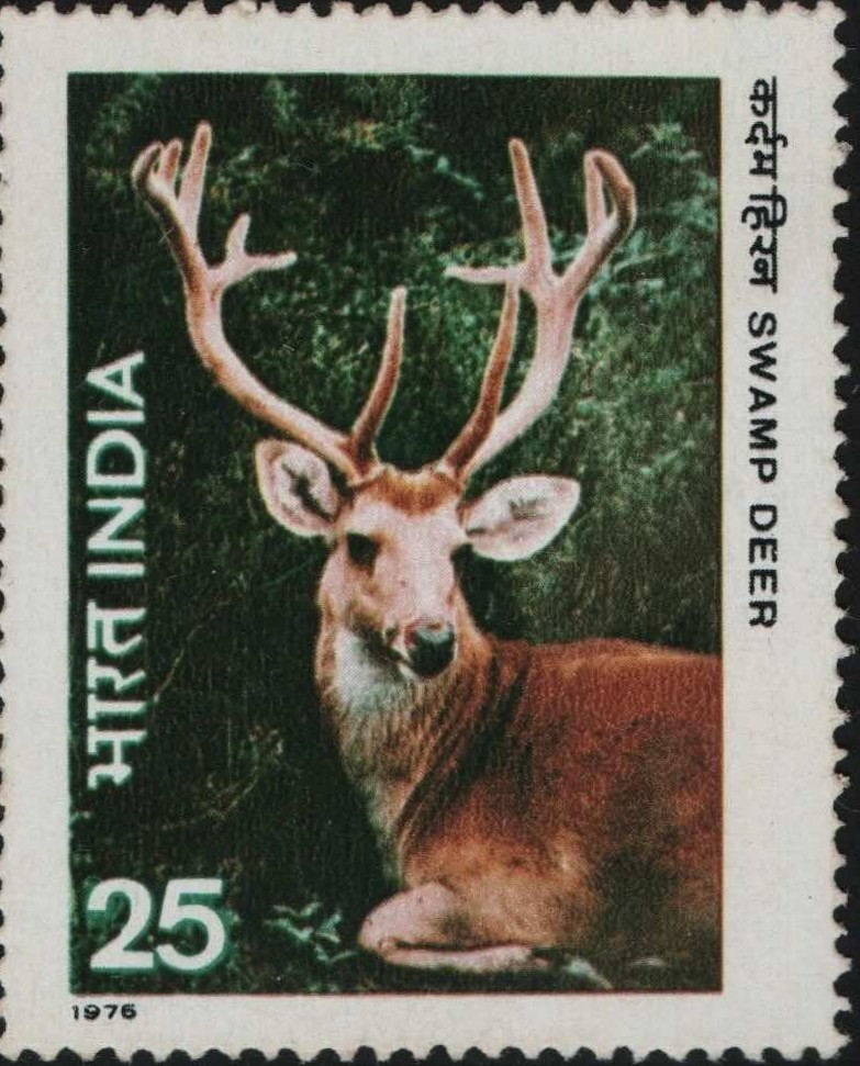 Sg Swamp Deer 1976