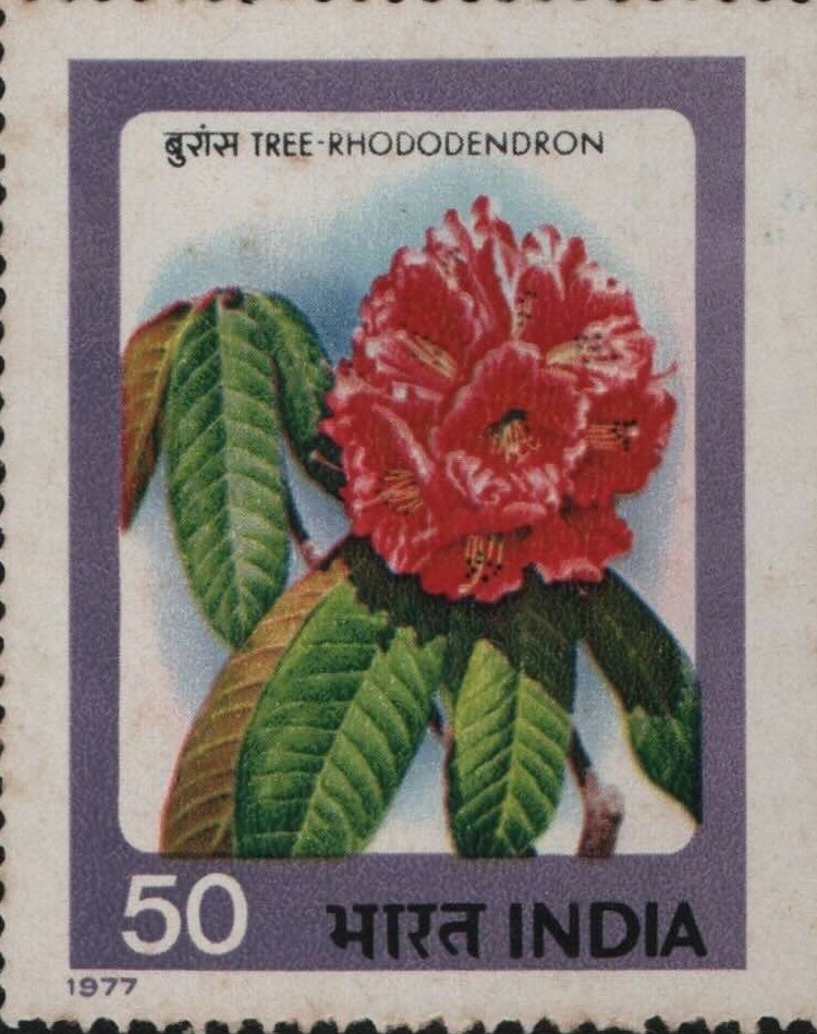 Sg Rhododendron 1977