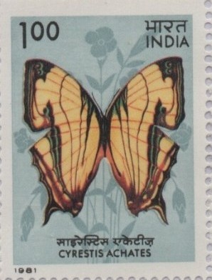 Sg Achates 1981