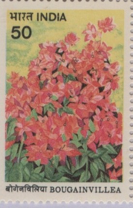 Bougainvillea 1985 (1)