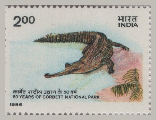 S Corbett Gharial 1986